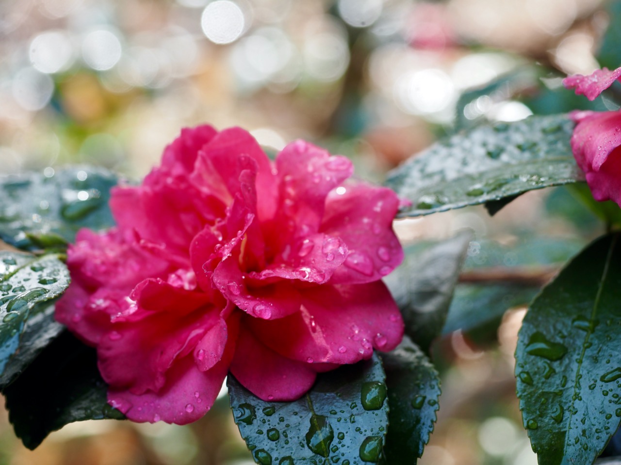 2026-01-25 12-58-17.