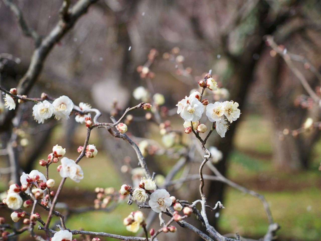 2026-01-25 13-02-31.