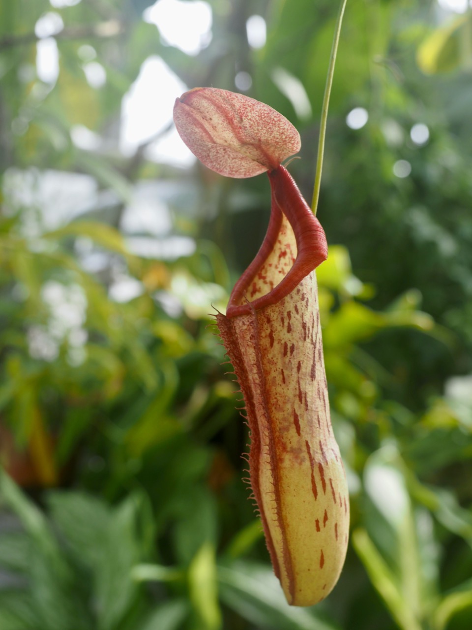 2026-01-25 13-31-29.