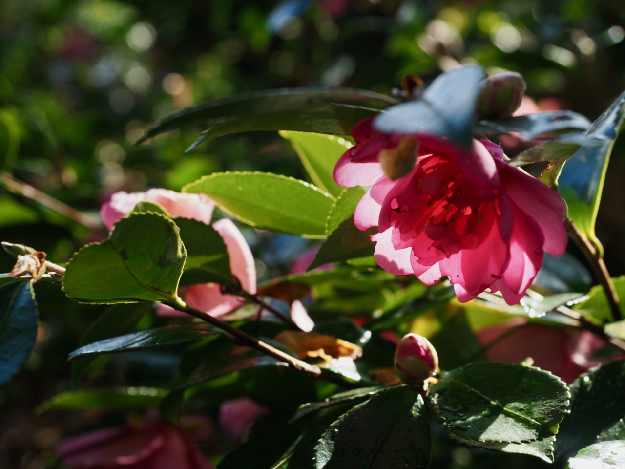 2026-01-25 14-13-44.