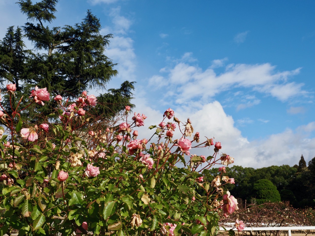 2026-01-25 14-16-47.