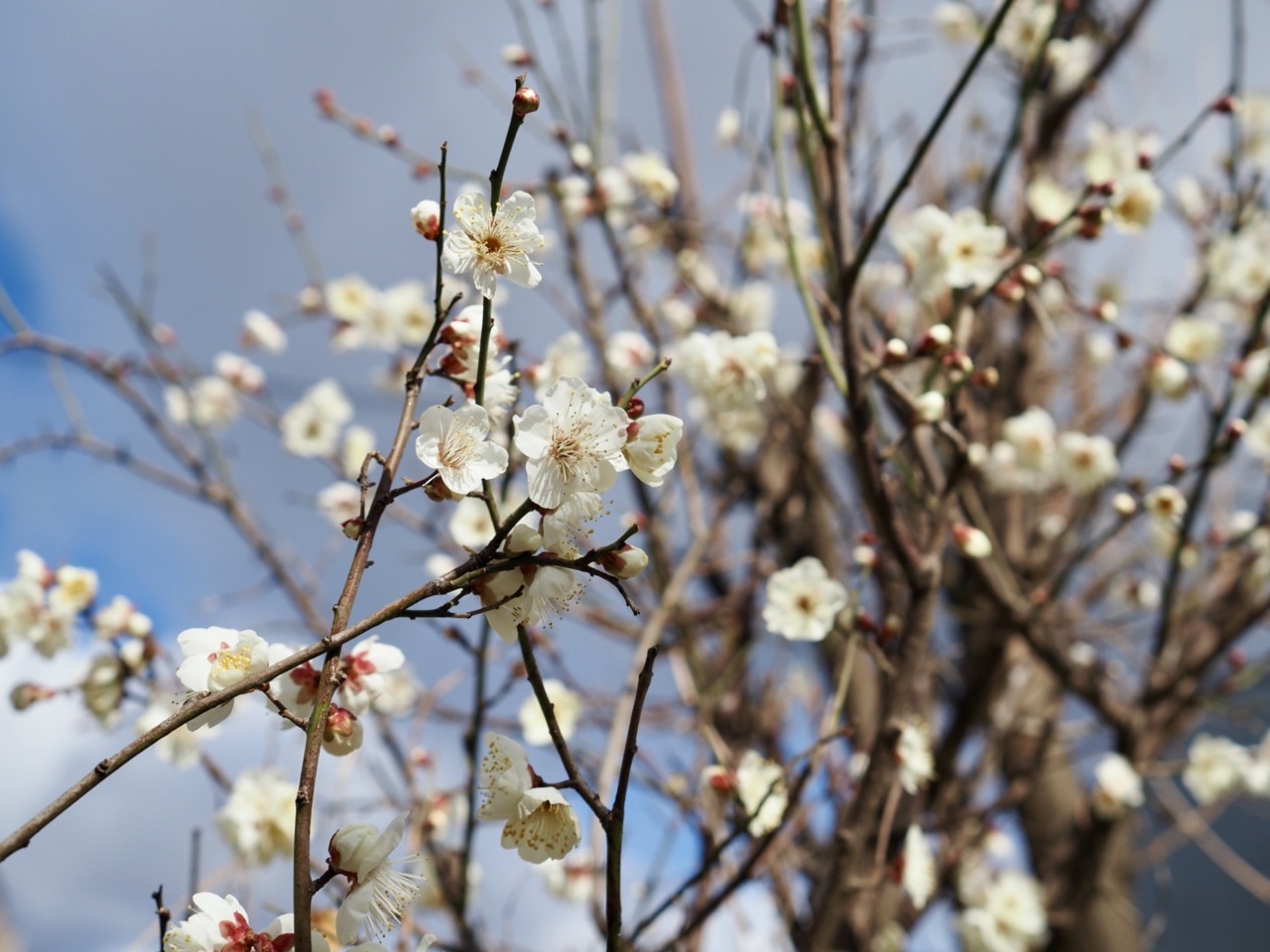 2026-01-31 11-13-34.jpeg 2026-01-31 11-13-34.