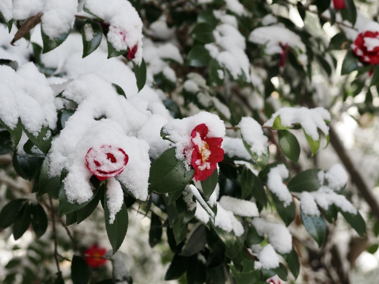 2026-02-08 14-46-38.