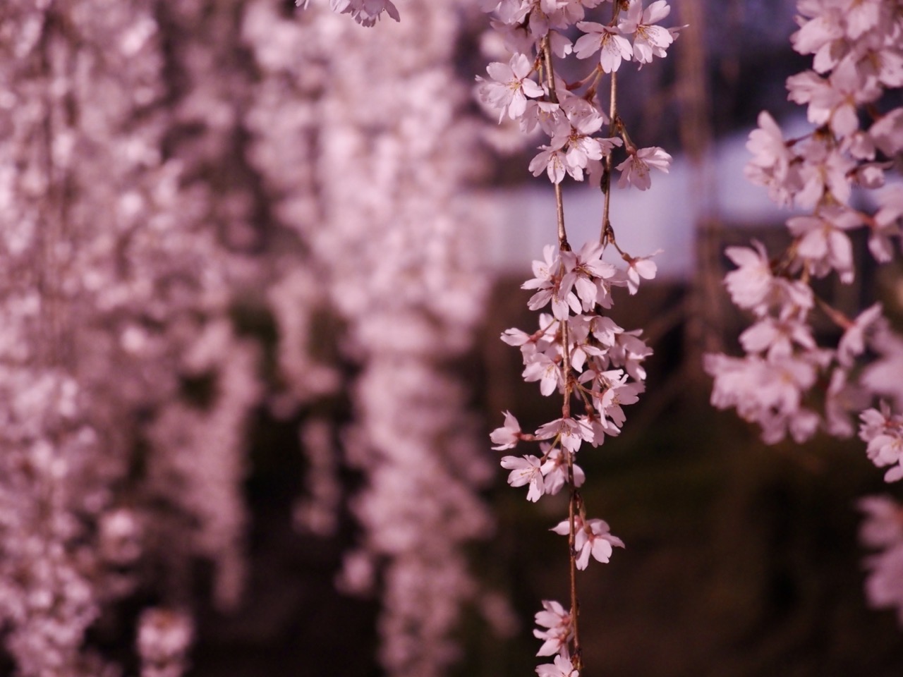 2026-03-26 19-32-20.